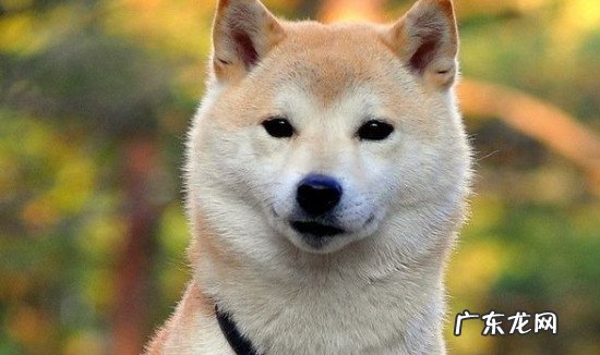 什么样的秋田犬品相好 秋田犬幼犬怎样看品相