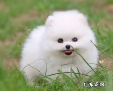 为什么都不建议养博美 为什么养博美的人很少