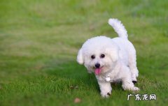 有种小狗叫什么熊 小熊犬是什么狗