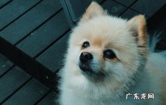 不是立耳的狗狗能立耳吗 怎么判断狗狗可以立耳