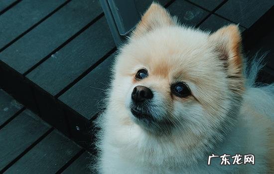 不是立耳的狗狗能立耳吗 怎么判断狗狗可以立耳