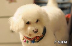 狗粘上老鼠胶应该怎样去除 幼犬粘到老鼠胶怎么办