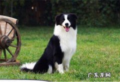 边境牧羊犬有多么聪明 边境牧羊犬有多聪明