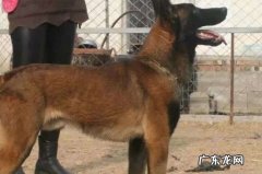 马犬适不适合看家护院 马犬看家护院怎么样