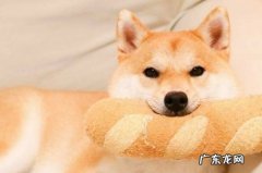 日本柴犬智商排名第几 柴犬智商排名第几