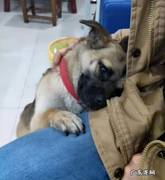 究竟是为了什么 狗狗也有自己的社交圈
