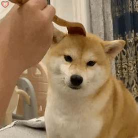 究竟是为了什么 狗狗也有自己的社交圈