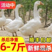 大鹅多少钱一斤？大鹅怎么养好,大鹅吃什么长得最快？