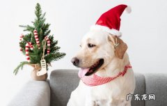 金毛幼犬的价格 金毛幼犬价格一般多少