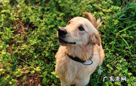 金毛小狗多少钱 金毛幼犬价格有500元的吗