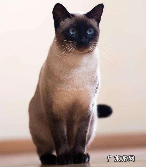 什么颜色的暹罗猫最贵?这3只被炒到上百万,你猜是哪种?
