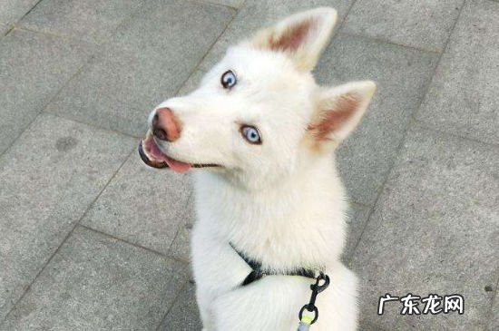 纯白色哈士奇多少钱一只 白色哈士奇多少钱一只