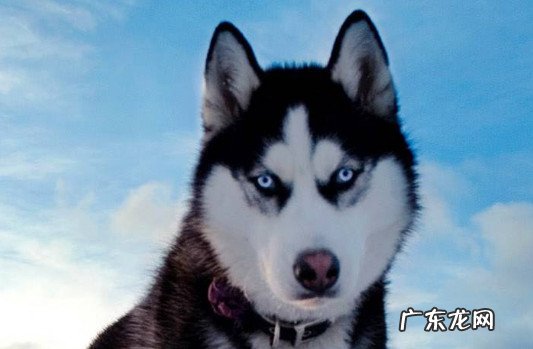 纯种哈士奇多少钱一条 纯种哈士奇价格多少钱一只