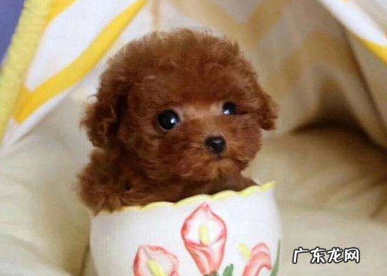 茶杯犬最贵多少元 茶杯贵宾犬要多少钱