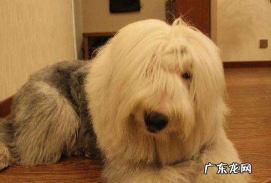 宠物狗古牧犬图片及价格 古牧幼犬价格大概多少