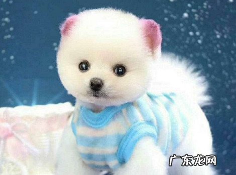 黄俊介犬多少钱一只 俊介狗多少钱一只