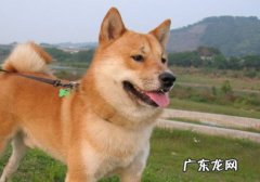 柴犬什么品相好 柴犬什么颜色贵