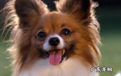宠物狗蝴蝶犬的价格 蝴蝶犬的价格是多少