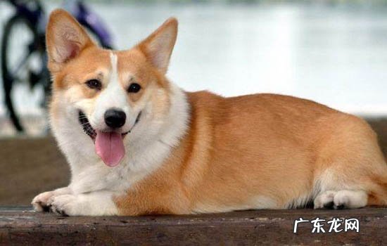 纯种柯基犬多少钱一只幼崽 纯种柯基犬多少钱一只