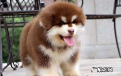 阿拉斯加犬多少钱 阿拉斯加犬的价格多少钱一只
