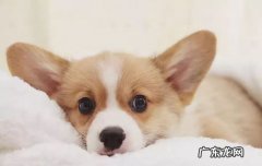 柯基犬价格大概多少钱一只 柯基犬的价格是多少
