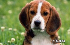 比格犬价格多少钱一只 比格犬的价格是多少