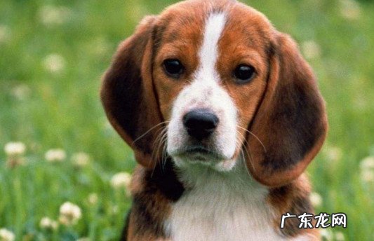 比格犬价格多少钱一只 比格犬的价格是多少