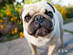 宠物狗巴哥多少钱一只 巴哥犬多少钱一只幼犬