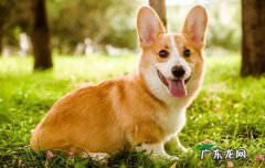 宠物狗柯基犬多少钱一只 一只柯基幼犬多少钱