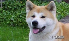 秋田犬多少钱一条 秋田犬价格一般多少钱