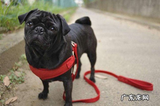 巴哥犬是黑色的好,还是白色的好 黑色巴哥犬为什么稀少