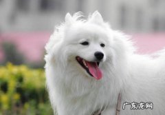 银狐犬和博美的区别图片 银狐犬和博美哪个贵