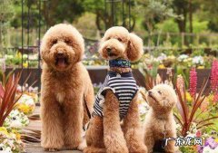 为什么养巨贵犬的这么少 巨贵为什么养的人少