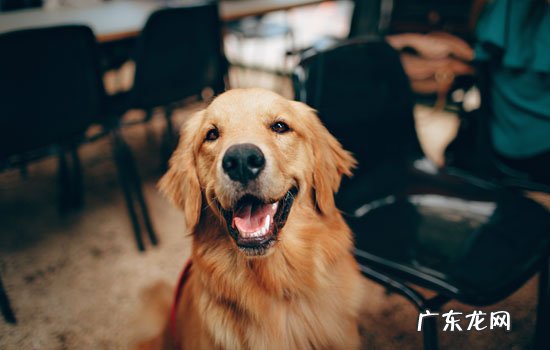 纯种金毛幼犬大概多少钱一只 纯种金毛幼犬多少钱一只