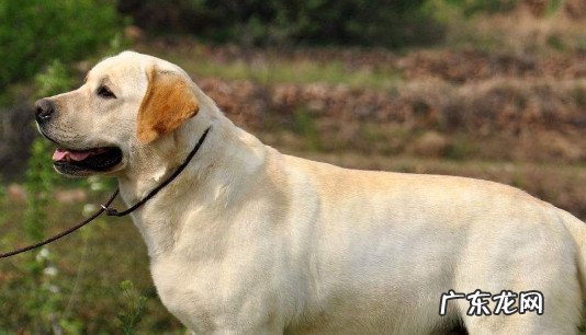 拉布拉多多少钱一只幼犬纯种 拉布拉多多少钱一只幼犬