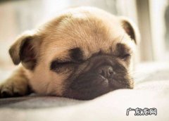 宠物狗巴哥多少钱一只 巴哥犬价格是多少钱一只