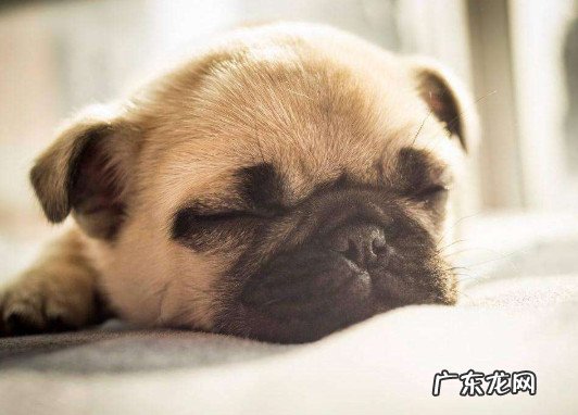 宠物狗巴哥多少钱一只 巴哥犬价格是多少钱一只
