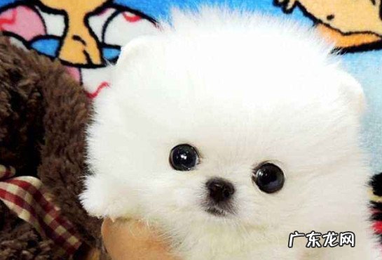 茶杯犬的价格和图片 白色茶杯犬价格是多少