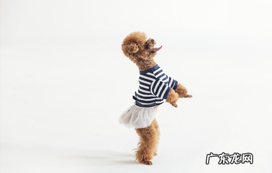 泰迪犬怎么挑选 如何挑选泰迪犬