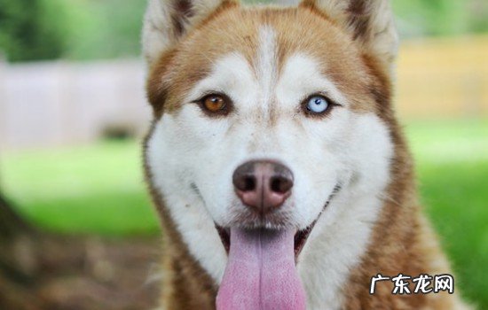 哈士奇每天吃多少 哈士奇运动量一天多少