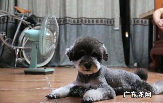 雪纳瑞和柯基犬哪个好 雪纳瑞和金毛哪个好