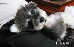 雪纳瑞怎么挑选 购买雪纳瑞注意事项