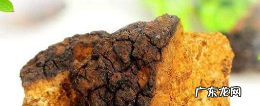 桦褐孔菌怎么吃