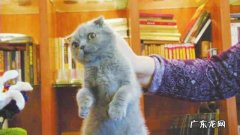 为什么拎起猫的后颈肉，猫就不会动了