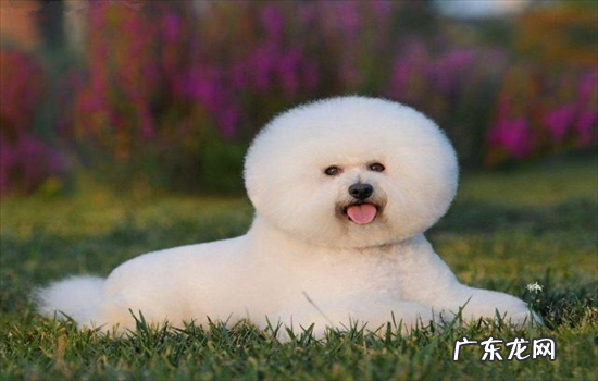 比熊和泰迪哪个可爱 比熊是泰迪吗
