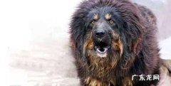 世界上最名贵的犬是什么