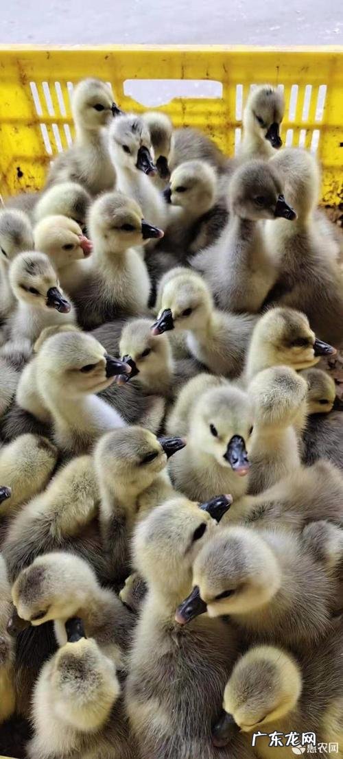 狮头鹅鹅苗价格?狮头鹅苗价格是多少呢?