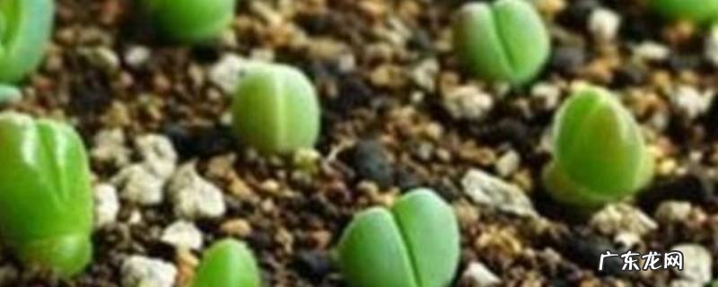 白糖水可以当生根水吗,白糖生根水注意事项