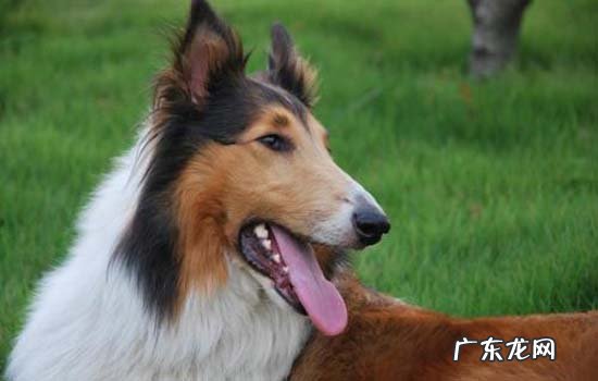 狗狗体温量哪里 狗狗身上调节体温的汗腺主要分布在哪里?