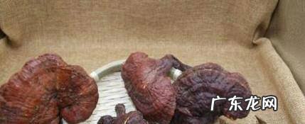 如何识别野生灵芝